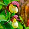 Башмачок  Кентукки /          Cypripedium Kentucky, Garden Orchid